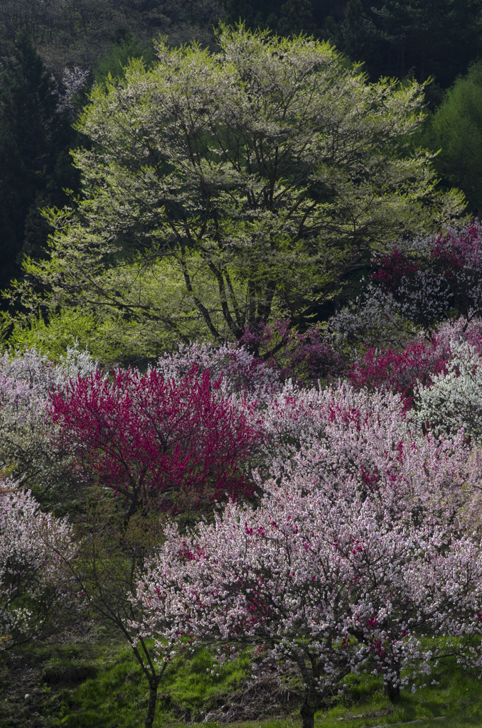 桜と花桃其の二