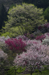 桜と花桃其の二