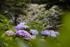谷間に咲く紫陽花