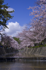 夙川公園の桜