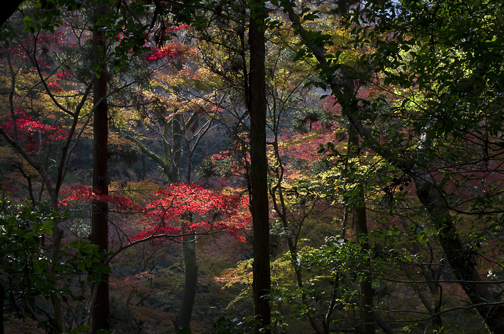 紅葉　輝く！