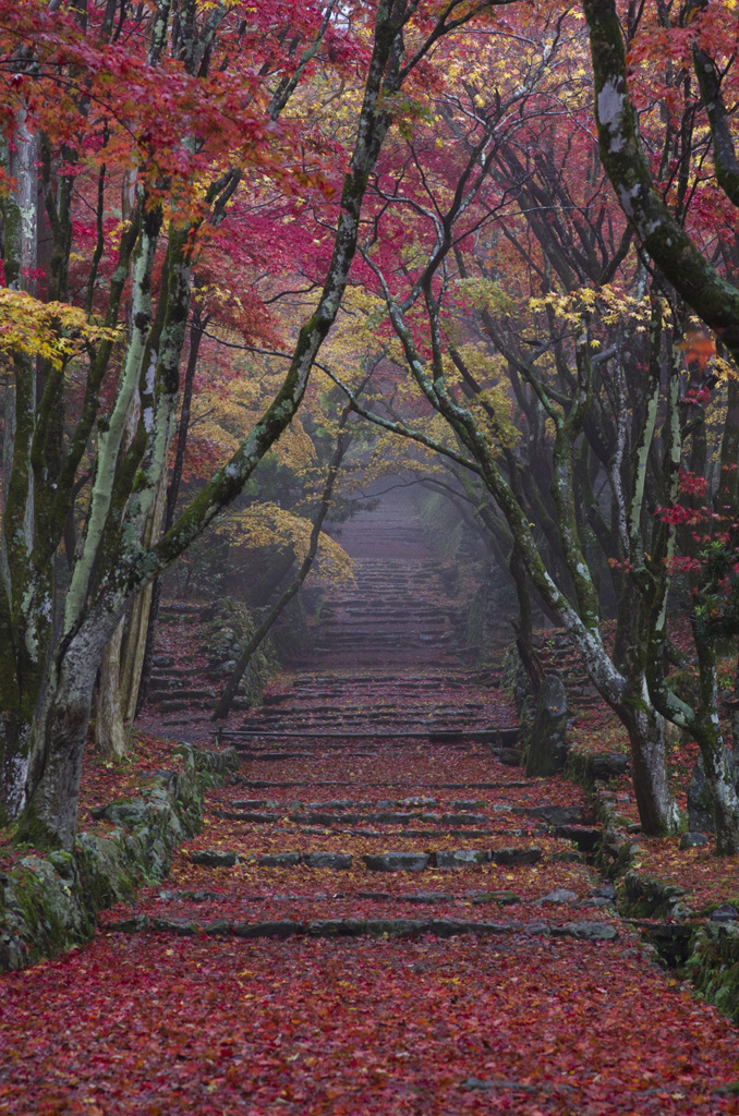 朝霧の鶏足寺