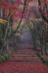 朝霧の鶏足寺