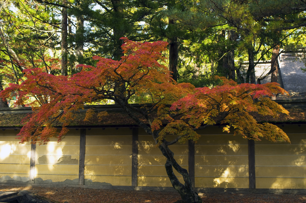 高野山の紅葉