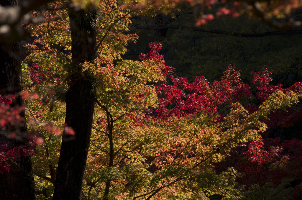 紅葉渓