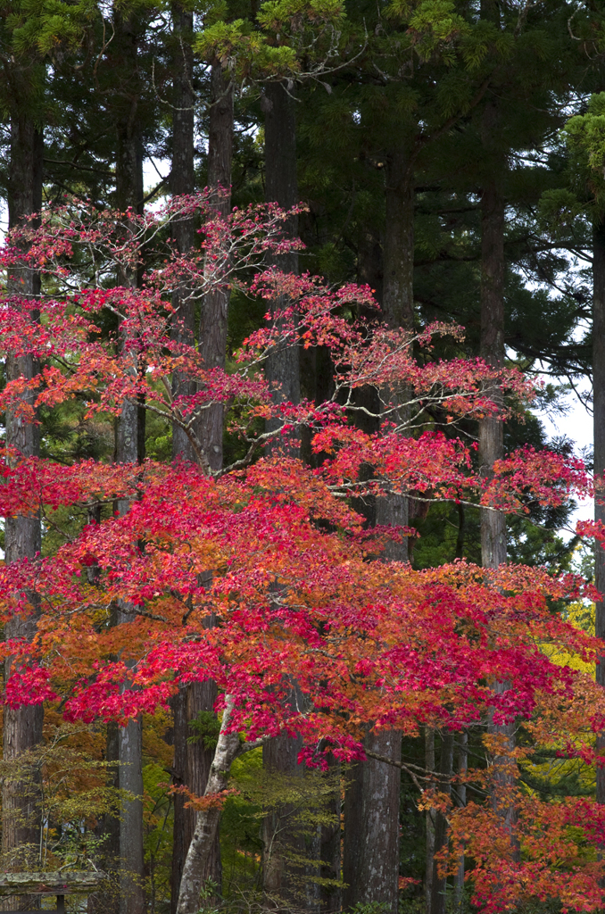 高野山の紅葉#3
