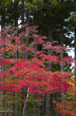 高野山の紅葉#3