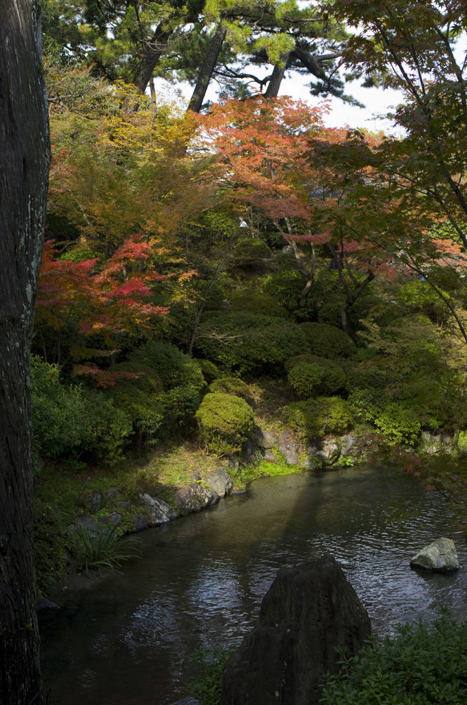 和歌山城紅葉渓#5