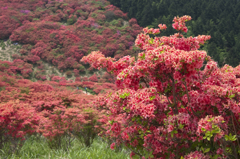 葛城山のツツジ #3
