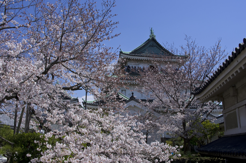 和歌山城の桜 #4