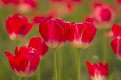 チューリップ #2