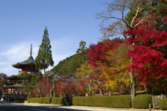 高野山の紅葉#1