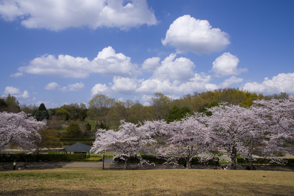 雲と桜