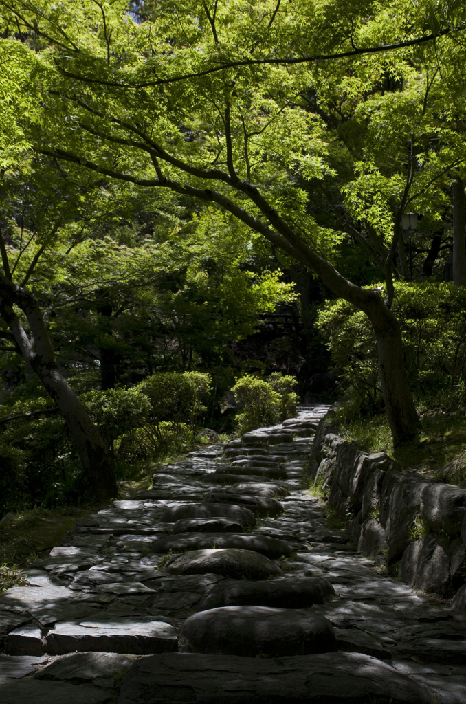 新緑の和歌山城　其の十