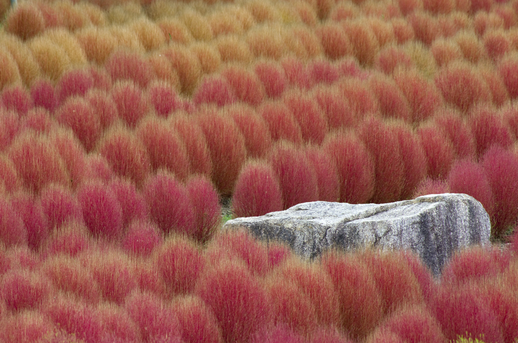 コキア