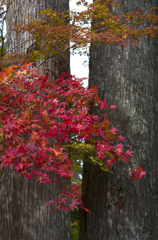 高野山の紅葉#4