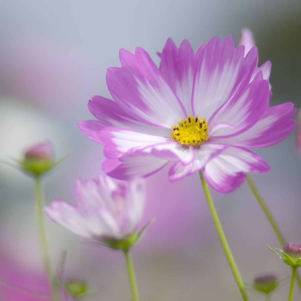 秋桜　藤原宮