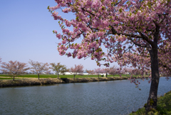 川津桜