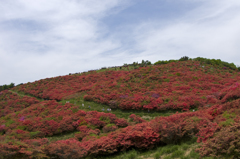 葛城山のツツジ #7