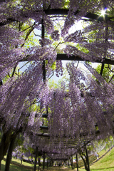 Fujiの花