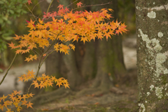 紅葉最終便#2