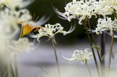 橘寺の曼珠沙華