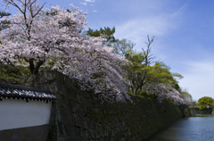 和歌山城の桜 #7