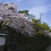 和歌山城の桜 #7