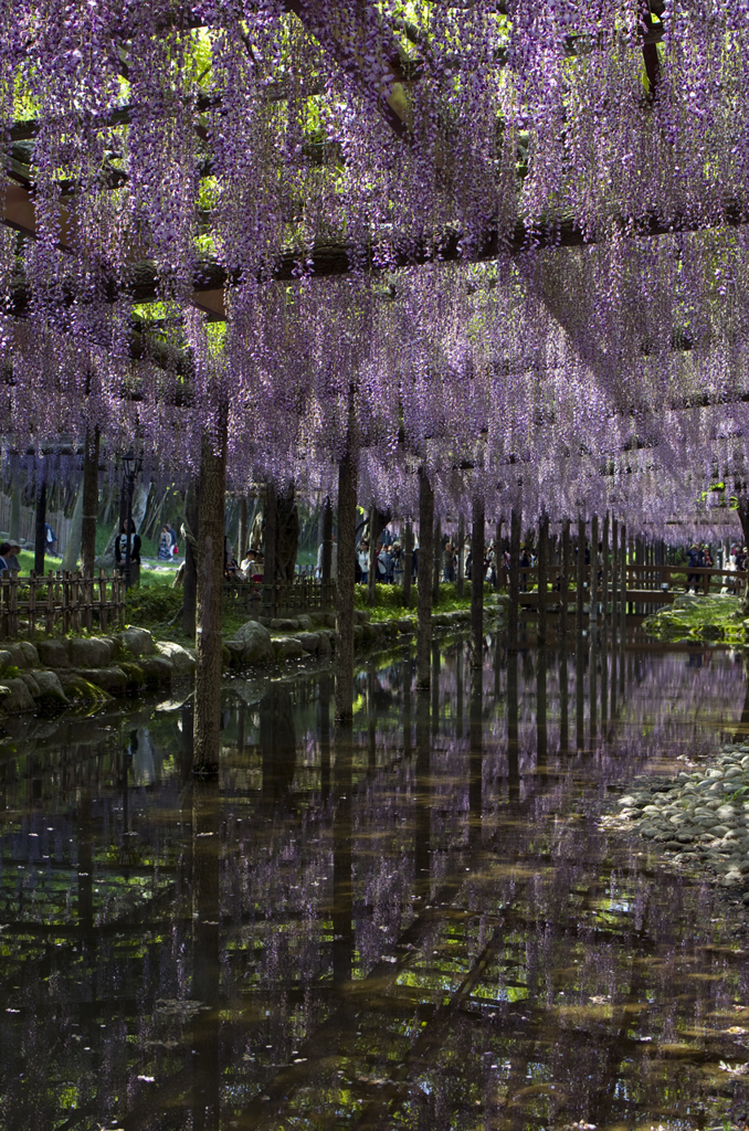 天王川公園の藤#4