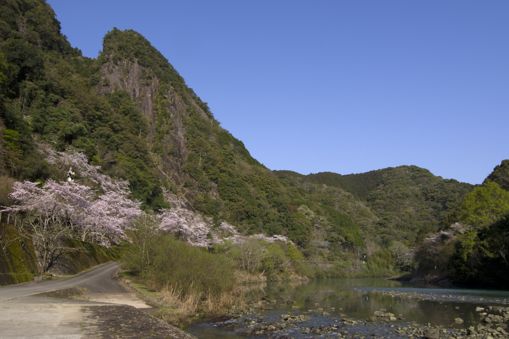 古座川の桜#2