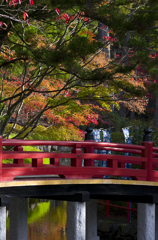 高野山の紅葉#1