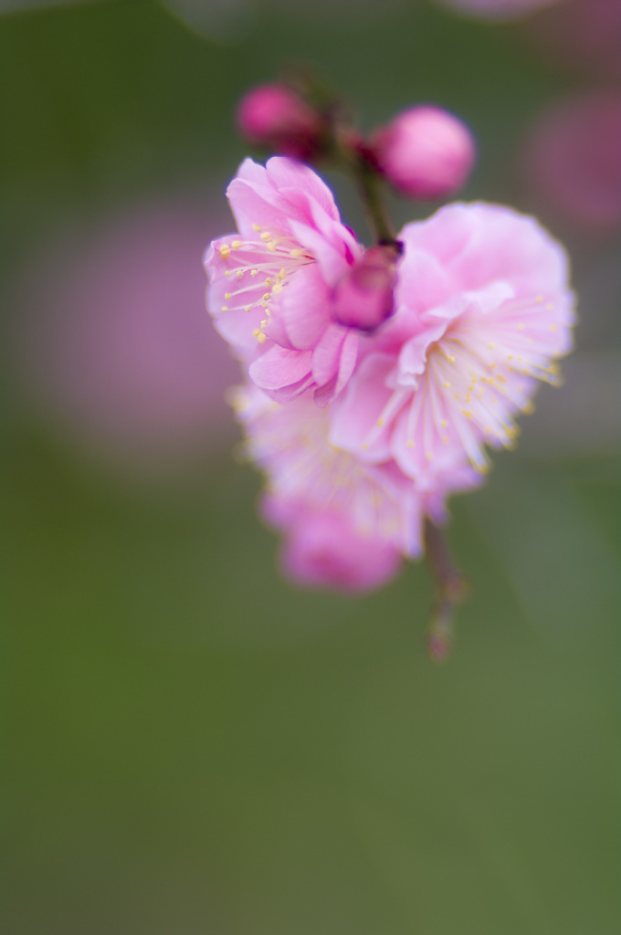 梅#3