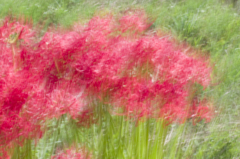 曼珠沙華　Asuka