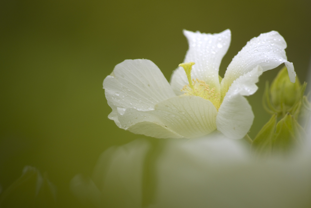 酔芙蓉