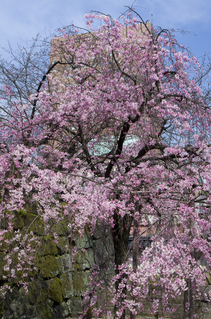 和歌山城の桜 #2