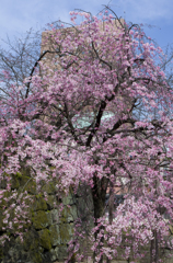 和歌山城の桜 #2
