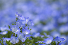 Nemophila #3