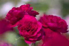 バラに囲まれて