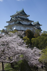 和歌山城と桜#1