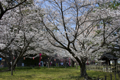 和歌山城の桜 #1