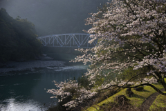 古座川の桜#1