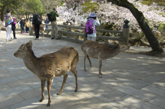 桜と鹿 #5