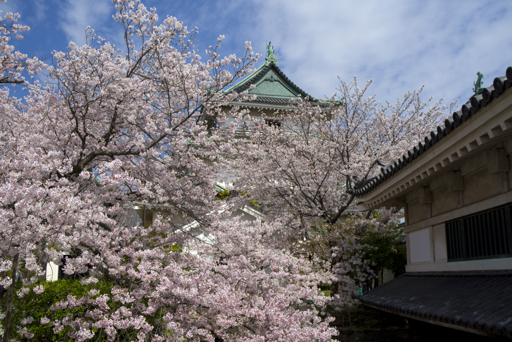 お城の桜