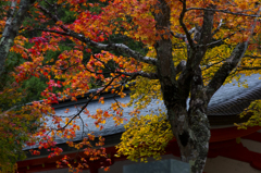 高野山の紅葉