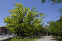 新緑の和歌山城　其の三