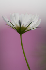 秋桜#4