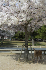 桜と鹿 #1