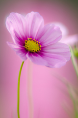 秋桜#2