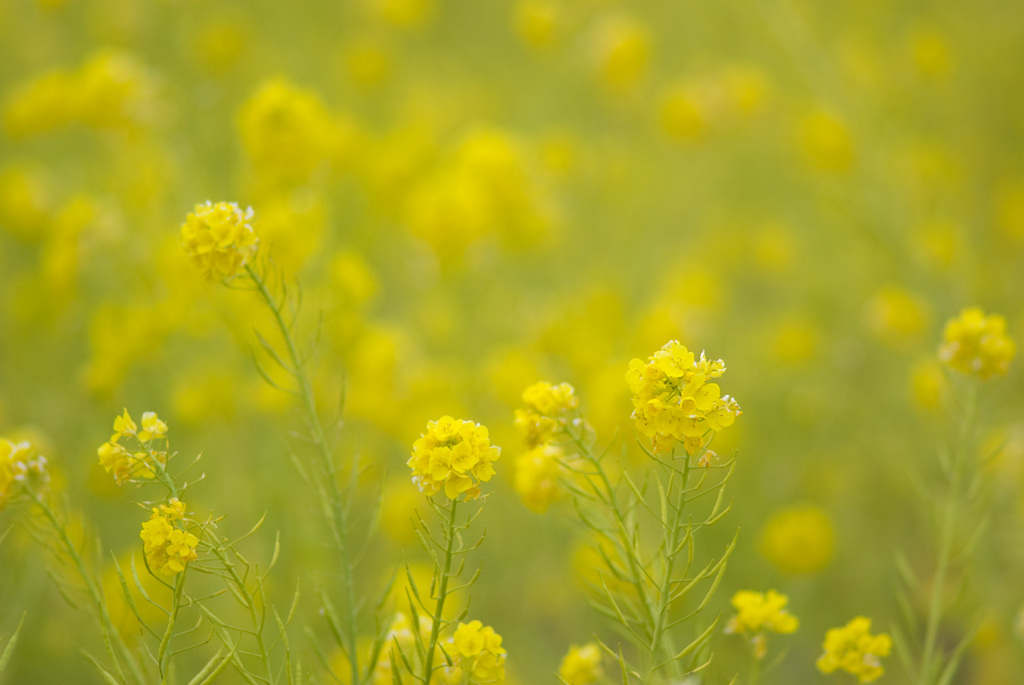 菜の花