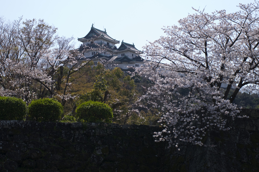 和歌山城の桜 #4